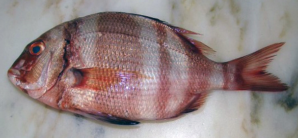 Pagrus auriga_08.jpg